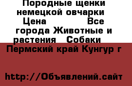 Породные щенки немецкой овчарки › Цена ­ 24 000 - Все города Животные и растения » Собаки   . Пермский край,Кунгур г.